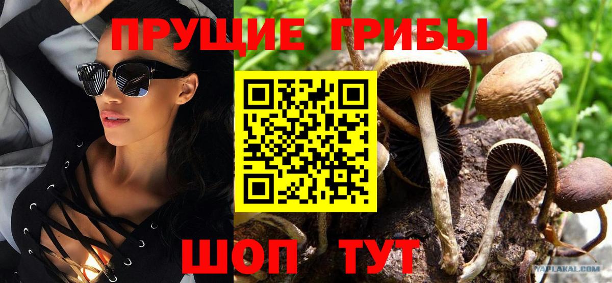 Псилоцибиновые грибы Psilocybe  Вход с VPN  Кулебаки 